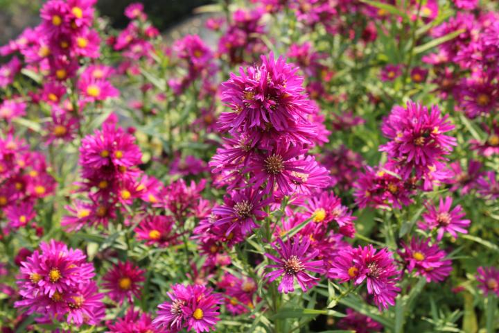 Aster novi-belgii 'Winston Churchill'
