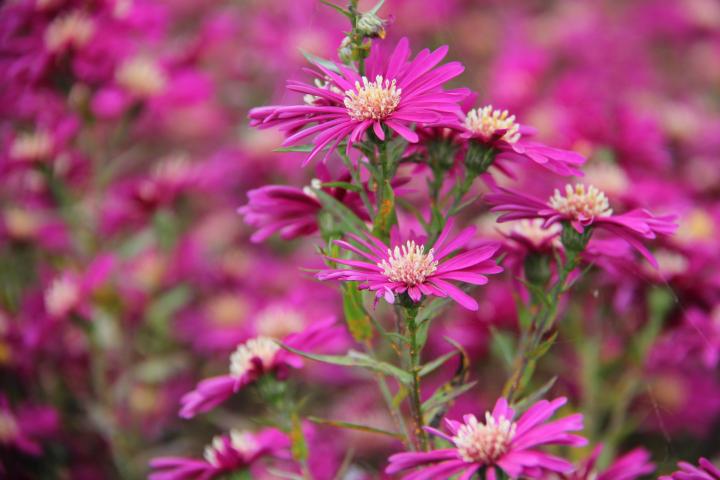Aster novi-belgii 'Winston Churchill'