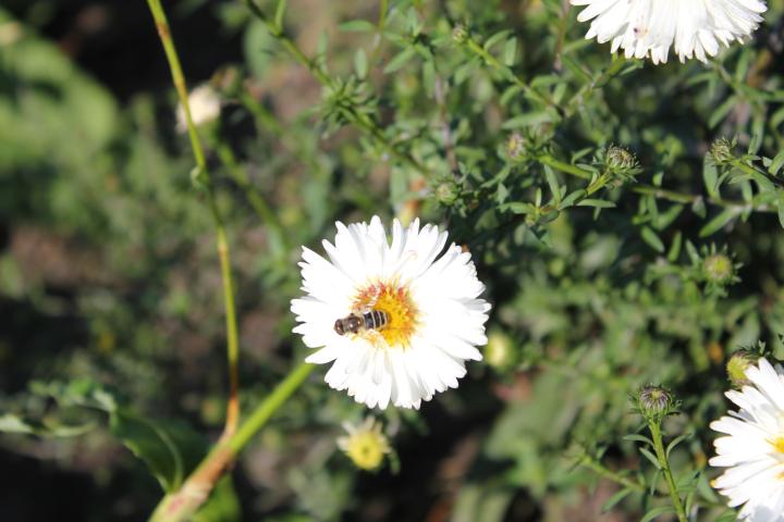 Aster novi-belgii 'White Ladies'