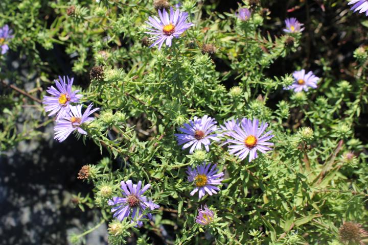 Aster oblongifolius 'October Skies'