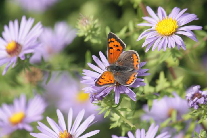 Aster oblongifolius 'October Skies'