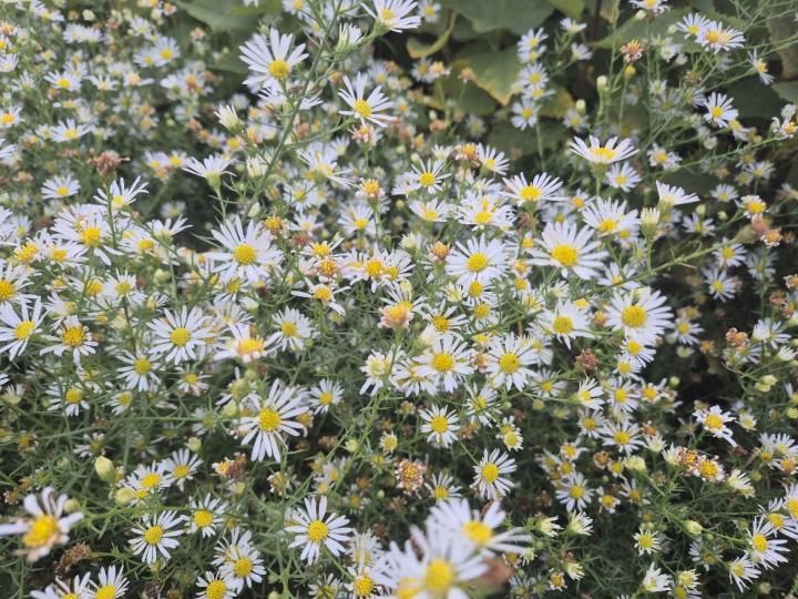 Aster pilosus