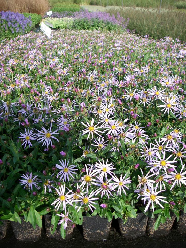 Aster pyrenaeus 'Lutetia'