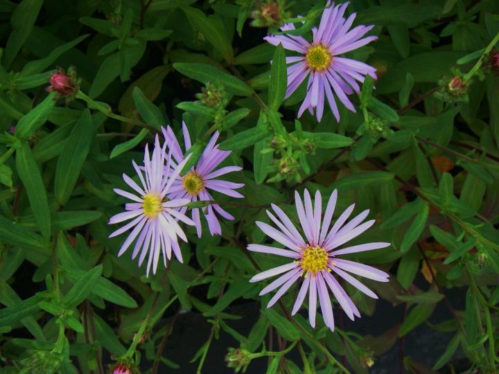 Aster pyrenaeus 'Lutetia'