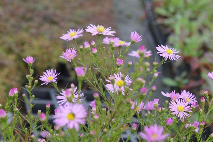 Aster universum 'Pink Star'