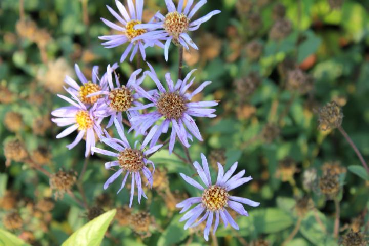 Aster radula 'August Sky'