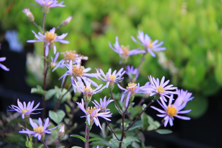 Aster radula 'August Sky'
