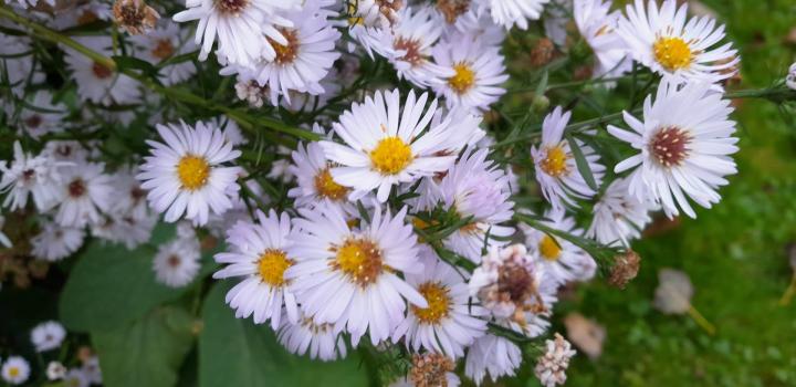 Aster JS® 'Runner'