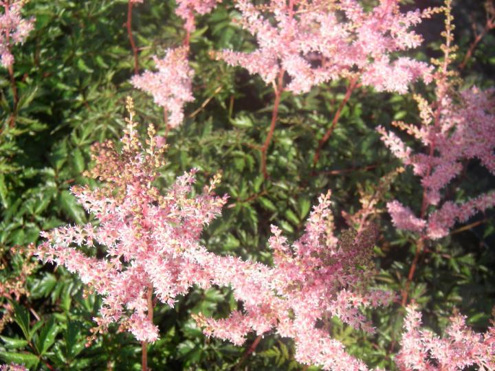 Astilbe simplicifolia 'Hennie Graafland'