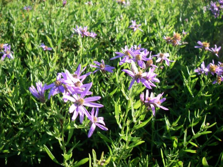 Aster sedifolius 'Nanus'