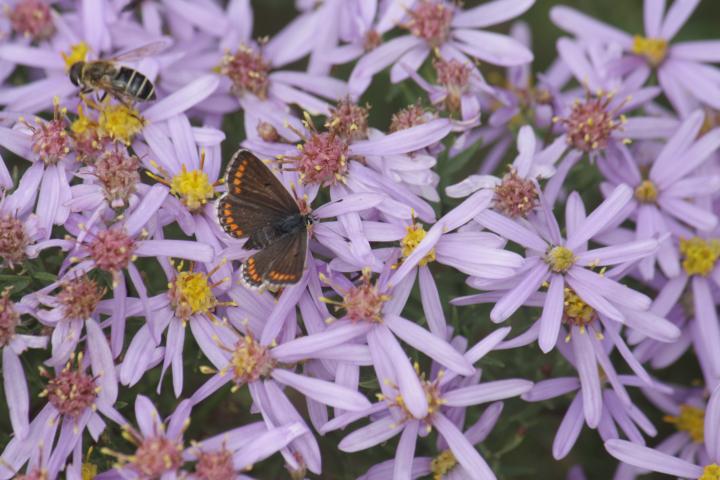 Aster sedifolius 'Nanus'