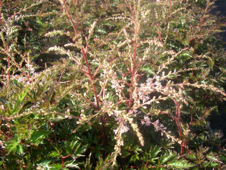 Astilbe simplicifolia 'Sprite'