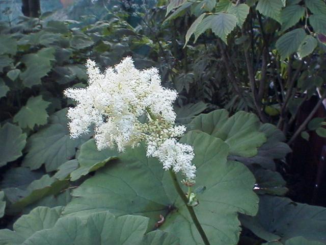 Astilboides tabularis