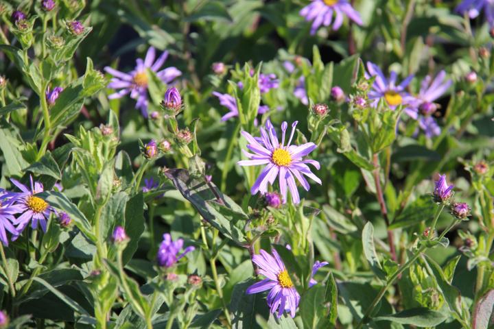 Aster thomsonii