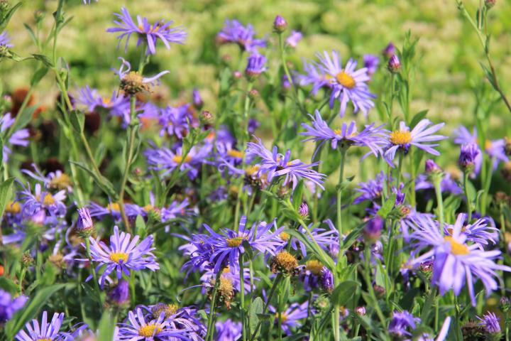 Aster thomsonii