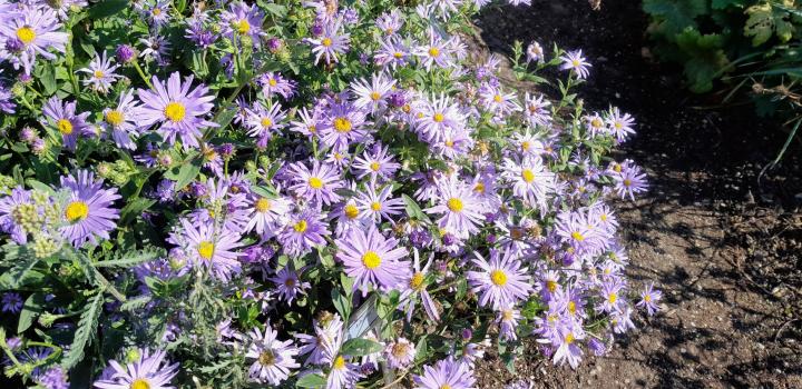 Aster thomsonii