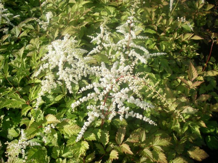 Astilbe thunbergii 'Prof. van der Wielen'