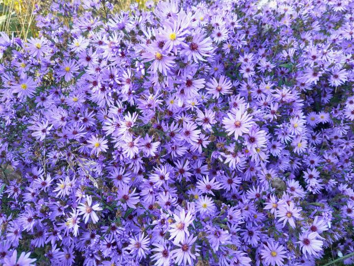 Aster 'Treffpunkt'