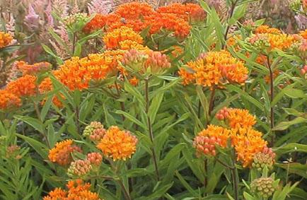 Asclepias tuberosa 'Orange'