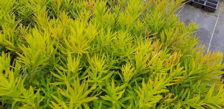 Asclepias tuberosa 'Orange'
