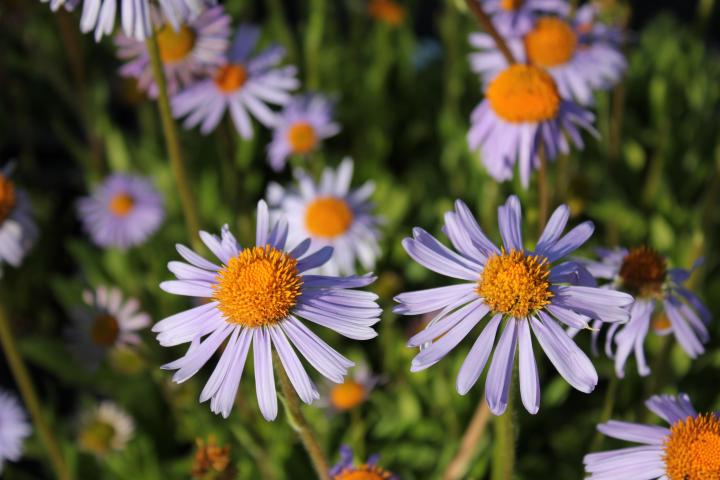 Aster tongolensis 'Wartburgstern'
