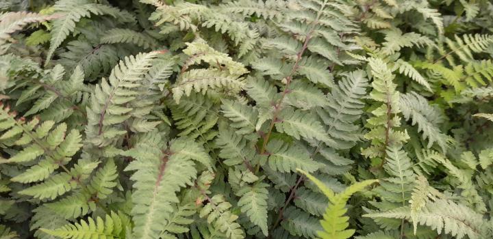 Athyrium niponicum 'Burgundy Lace'