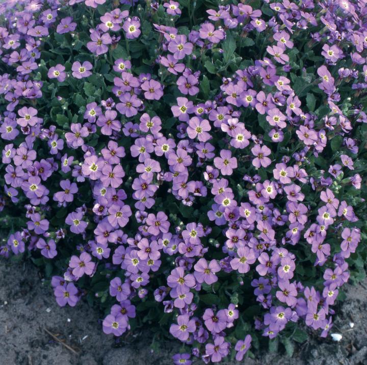 Aubrieta 'Cascade Blue'