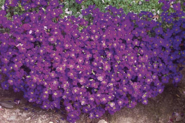 Aubrieta 'Cascade Purple'