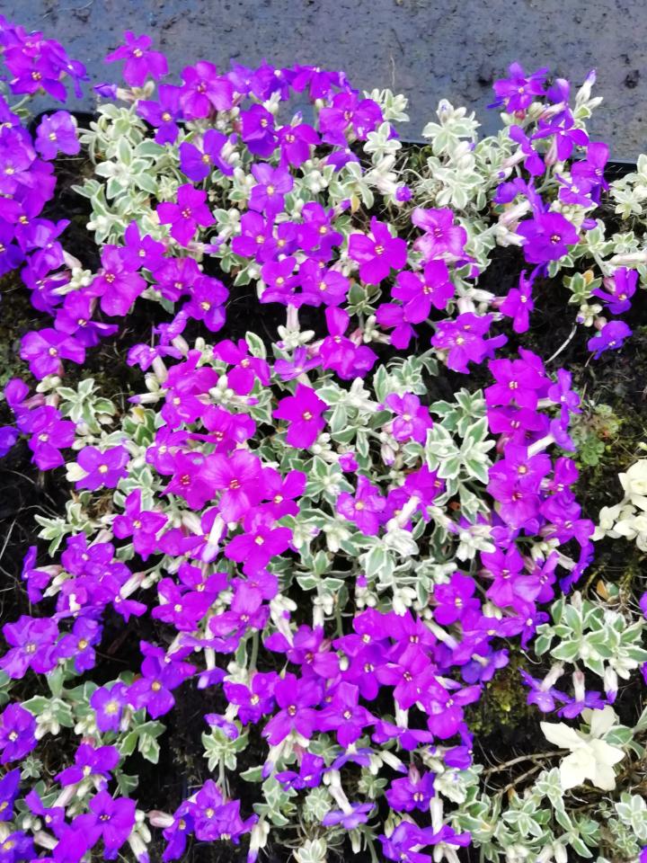 Aubrieta 'Dr. Mules Variegated'