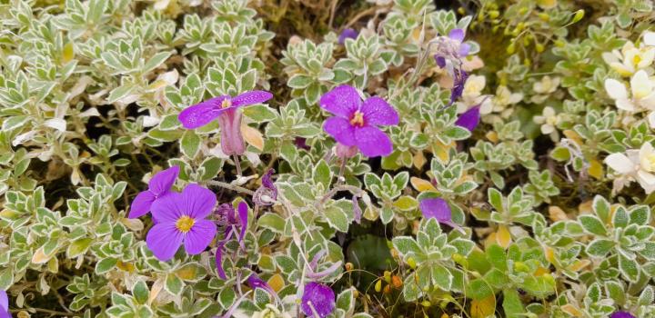 Aubrieta deltoides 'Silberrand'