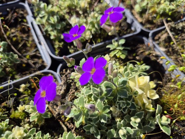 Aubrieta deltoides 'Silberrand'