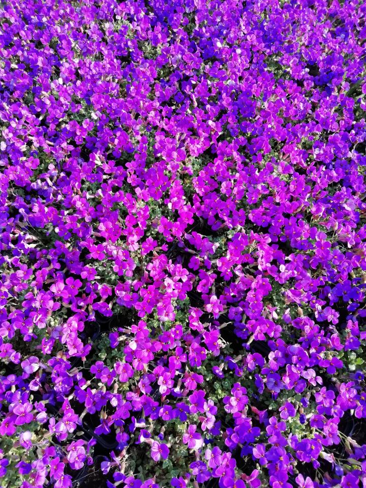 Aubrieta 'Hamburger Stadtspark'