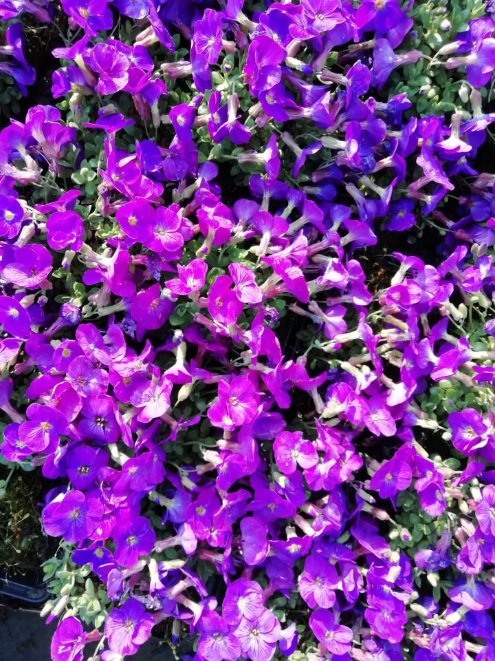 Aubrieta 'Kitte'