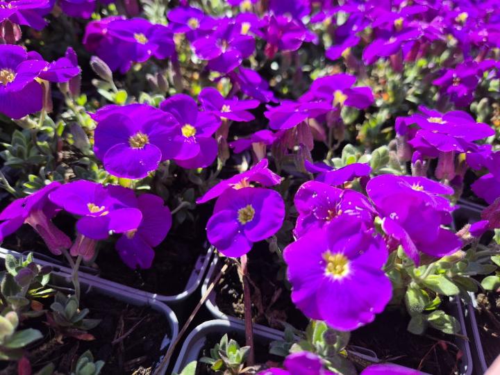 Aubrieta 'Kitte'