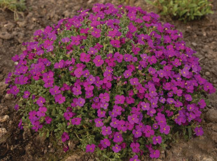Aubrieta deltoides 'Red Carpet'