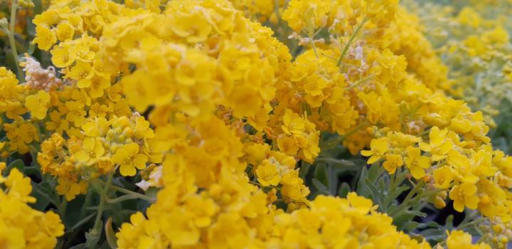 Aurinia saxatile 'Goldkugel' (Alyssum)