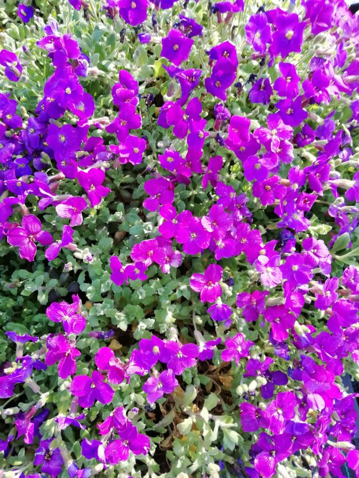 Aubrieta 'Whitewell Gem'