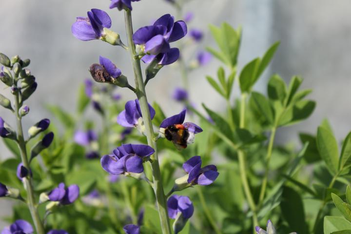 Baptisia australis