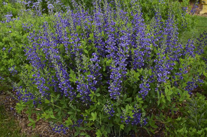 Baptisia decadence 'Blueberry Sunday'