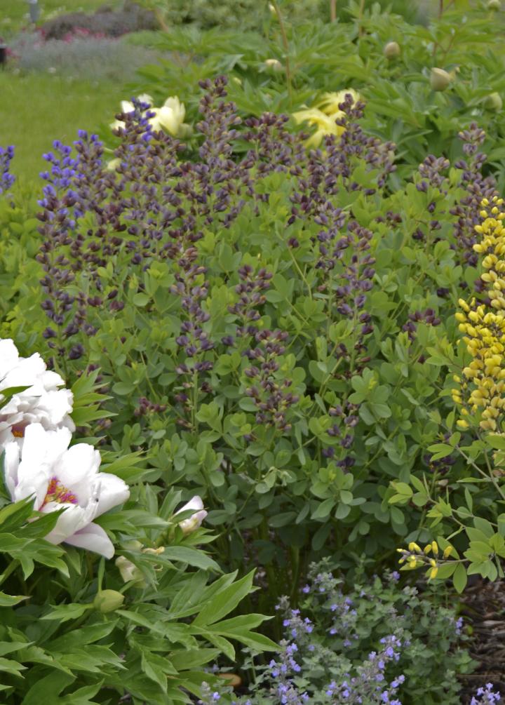 Baptisia decadence 'Dutch Chocolate'