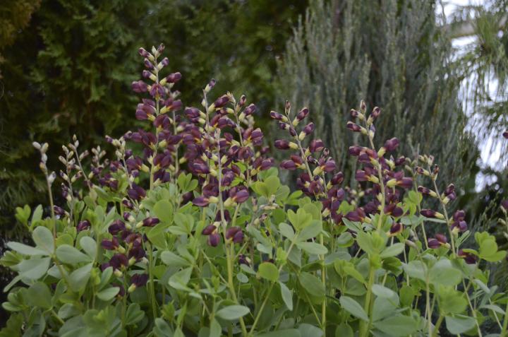 Baptisia decadence 'Dutch Chocolate'