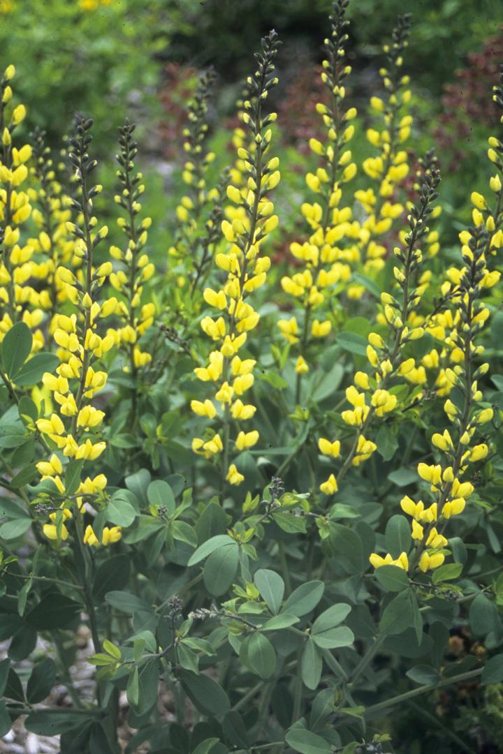 Baptisia decadence 'Lemon Meringue'