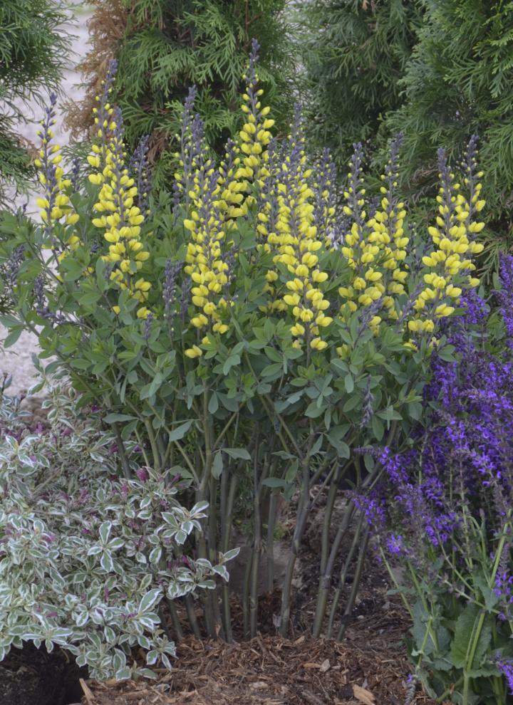 Baptisia decadence 'Lemon Meringue'