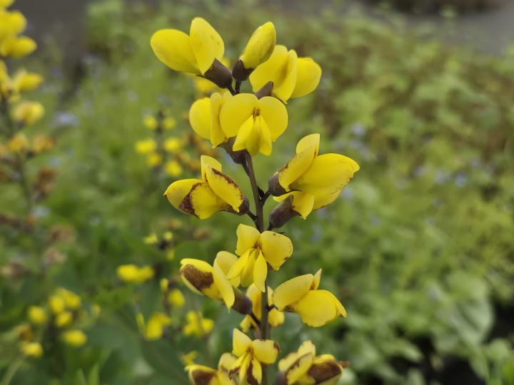 Baptisia decadence 'Lemon Meringue'