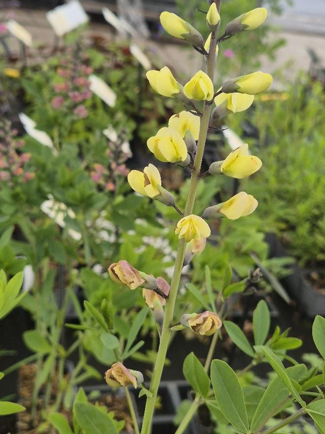 Baptisia decadence 'Pink Lemonade'