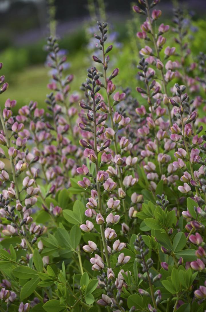 Baptisia decadence 'Pink Truffles'