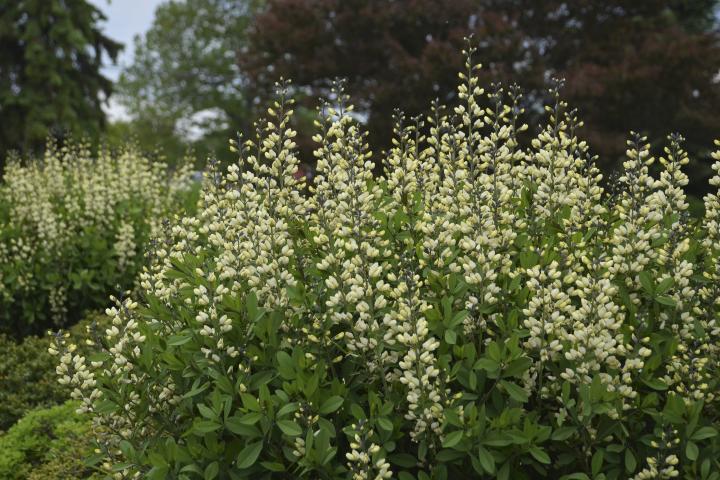 Baptisia decadence 'Vanilla Cream'