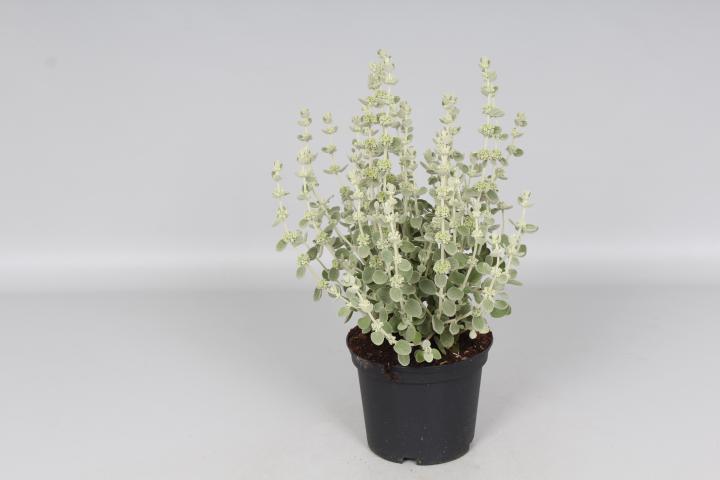 Ballota pseudodictamnus 'Compact Form'