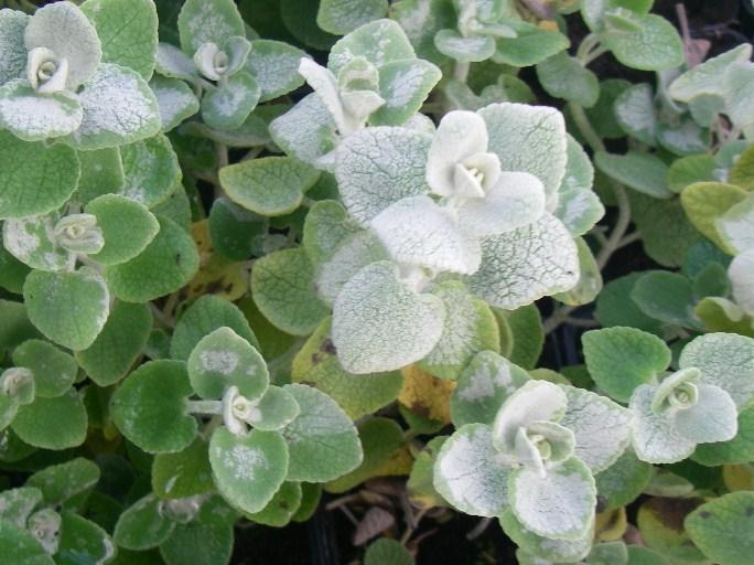 Ballota pseudodictamnus