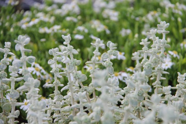 Ballota pseudodictamnus